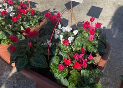 Un fiore ricordare