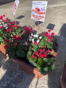 Un fiore ricordare